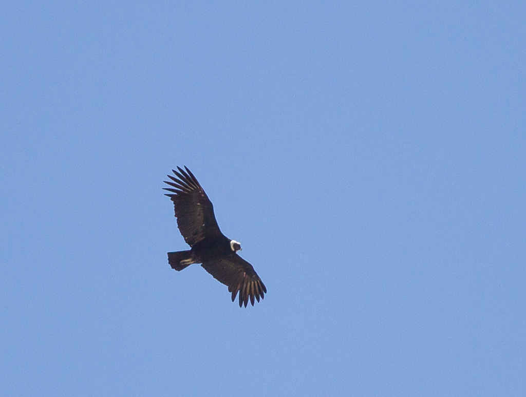 Vultur gryphus_6470